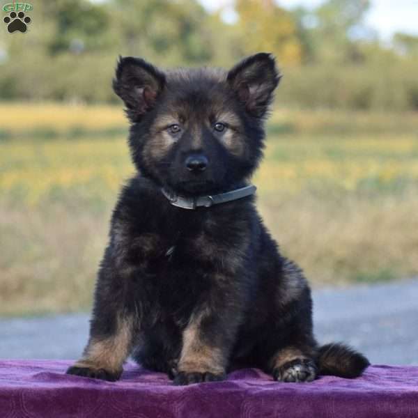 Oscar, German Shepherd Puppy
